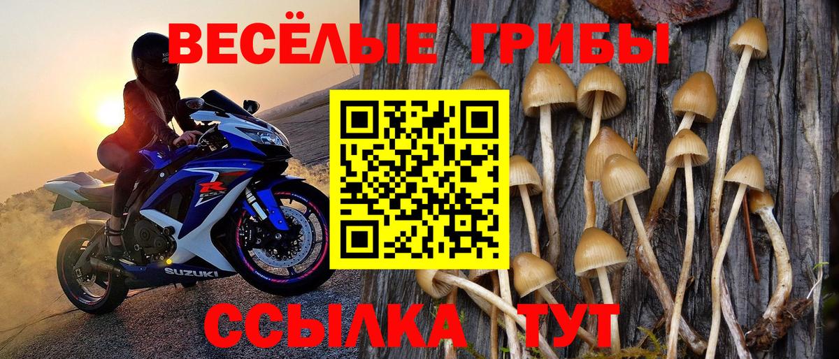 Галлюциногенные грибы Psilocybe Пенза